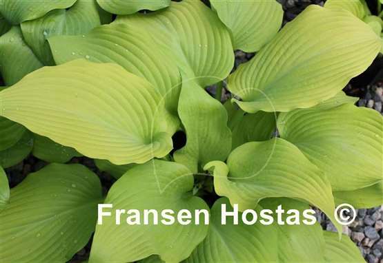 Hosta Biscuits -n- Honey